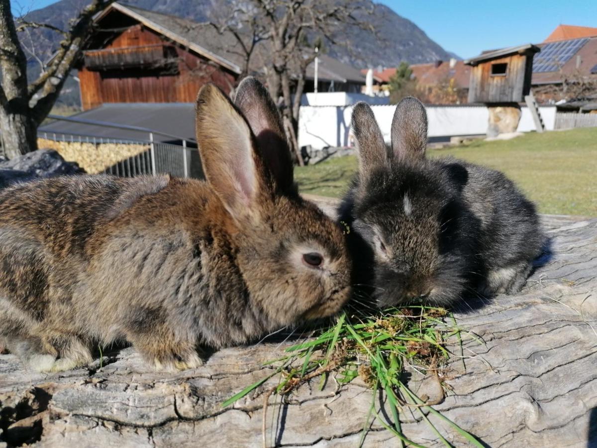 Kinderbauernhof Ierzerhof Arzl im Pitztal Esterno foto